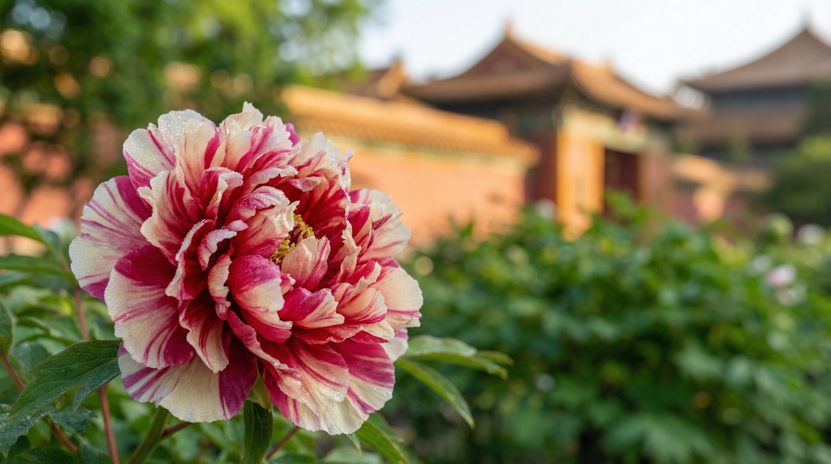 里番网植物视频 - 牡丹花开视频